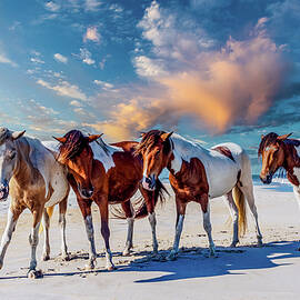 Assateague Island, ponies by Louis Dallara
