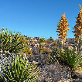 Been Through the Desert by Joe Schofield