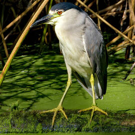 Black-crowned Night Heron by Joe Fisher