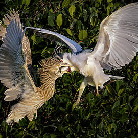 Black Crowned Night Heron by Susan Candelario