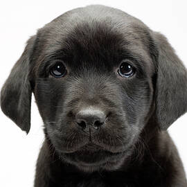 Black lab puppy on white seamless by Seeables Visual Arts