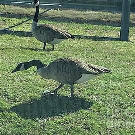 Canadian Geese by Catherine Wilson