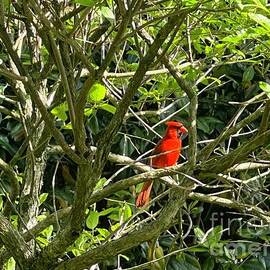 Cardinal by Catherine Wilson