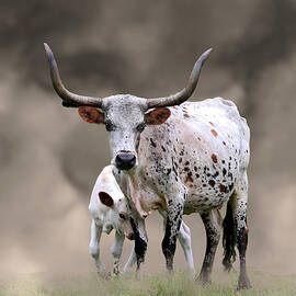 Cattle 6B by Sally Fuller