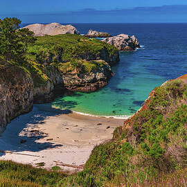 China Cove Seals, Point Lobos, California by Abbie Matthews