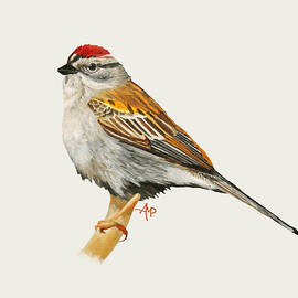 Chipping Sparrow by Angeles M Pomata
