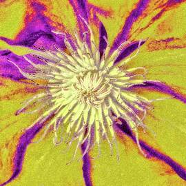 Clematis with lichen texture by Bruce Block