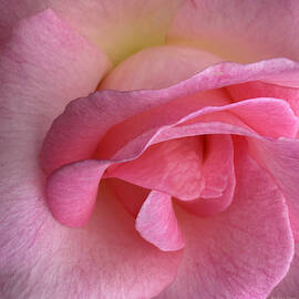 Close-Up of Pink Rose Petals by Barbara Siegel