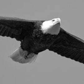 Conowingo Dam Eagle In Flight 2023 Black And White by Adam Jewell