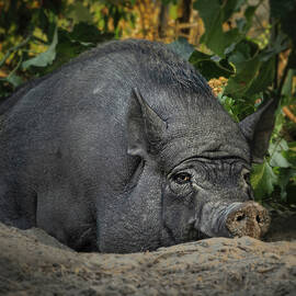 Contented Boar in Vineyard Shade by Joanne Eastope