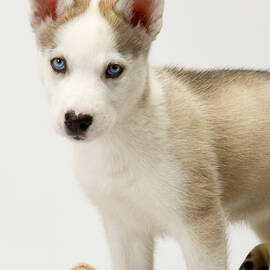 Cute husky puppy on white seamless by Seeables Visual Arts