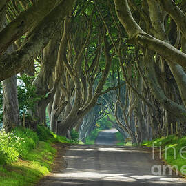 Dark Hedges, County Antrim, Northern Ireland by Neale And Judith Clark