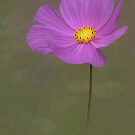 Digitally painted Cosmos by Sue Leonard