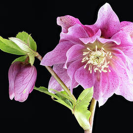 Double Pink Hellebore  by Shirley Mitchell