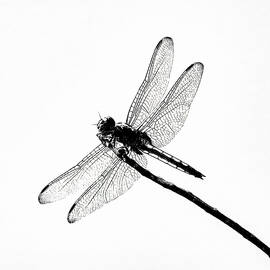 Dragon  Fly by Joe Schofield
