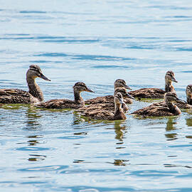 Duck Family by Matt Halvorson