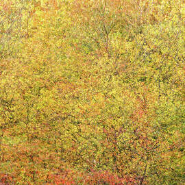 Fall Colors by Shankar Adiseshan