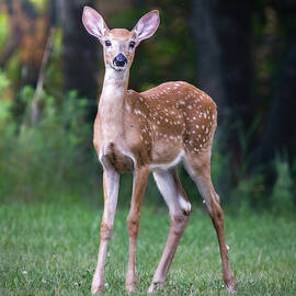 Fawn by James Overesch