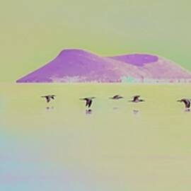 Flock of Blue Footed Boobies  by Bruce Block
