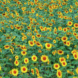 France, Gers, Sunflower field by Seeables Visual Arts