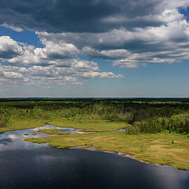 Franklin Parker Preserve Pine Lands by Louis Dallara