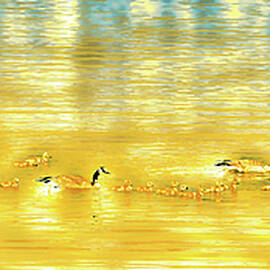 Geese and Goslings by Bruce Block