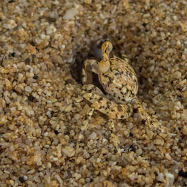 Ghost Crab at Home in Hole by Nancy Gleason