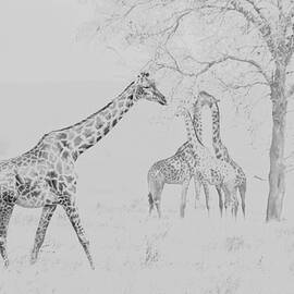 Giraffes   by Bruce Block