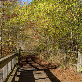 Golden Fall Color by Louis Dallara