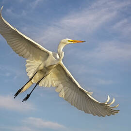 Great Egret Flight by Susan Candelario