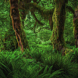 Hall of Mosses Trunks - Hoh Rainforest, Washington State by Abbie Matthews
