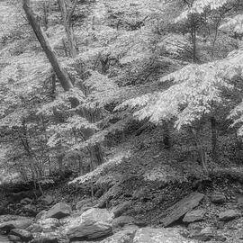 Hedden County Park NJ BW by Susan Candelario