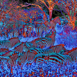 Herd of Zebra by Bruce Block
