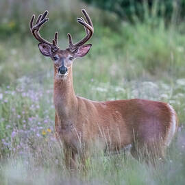 High Alert by James Overesch