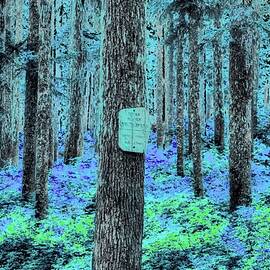 Indian Heaven Wilderness  by Bruce Block