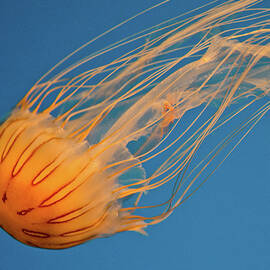 Jelly by Matt Halvorson