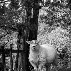 Lake District sheep posing for the camera by Seeables Visual Arts