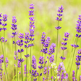 Lavender Field by Elvira Peretsman