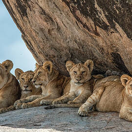 Lion Family Resting on Rocks by Marcy Wielfaert
