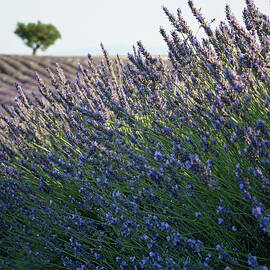 Lone tree and the Lavender Field Provence by Charnwood Photography Fine Art
