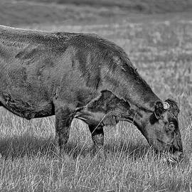 Look At Me by Susan Candelario