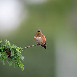 Look Me in the Eye by Joe Schofield