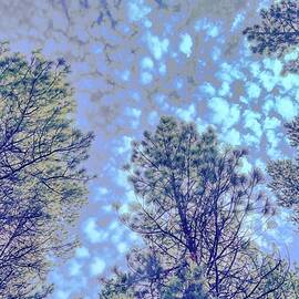 Looking up in the forest by Bruce Block