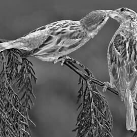 Love Birds by Susan Candelario