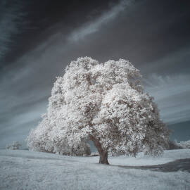 Majestic Blue Oak in Invisible Light - Shasta County California by Mike Lee
