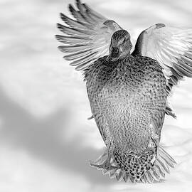 Mallard Duck Landing by Susan Candelario