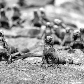 Marine Iguanas in Black and white by Bruce Block