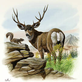 Mule Deer by Don Balke