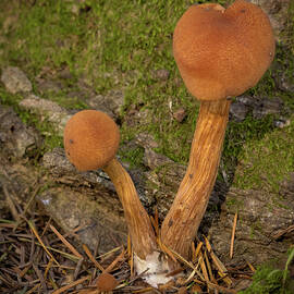 Mushroom Couple  by Jean Noren