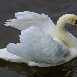 Mute Swan in Galway Bay, Ireland #3 by Nancy Gleason